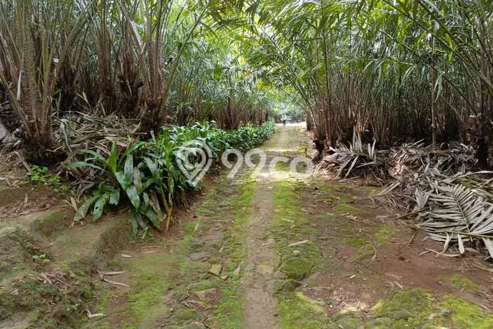 Tanah Kavling di Serangpanjang Dijual dengan Luas 30000m2 Tanah Kavling di Serangpanjang Dijual dengan Luas 30000m2