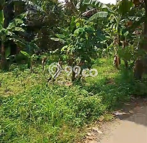Lahan Kosong Dijual di Gunung Sindur, Bogor, Luas 900m2 Area Strategis Lahan Kosong Dijual di Gunung Sindur, Bogor, Luas 900m2 Area Strategis