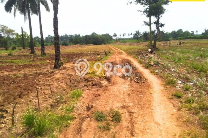 Lahan Dijual Lokasi Tegineneng, Pesawaran dengan Luas Tanah 22101m2 dan Status SHM Lahan Dijual Lokasi Tegineneng, Pesawaran dengan Luas Tanah 22101m2 dan Status SHM