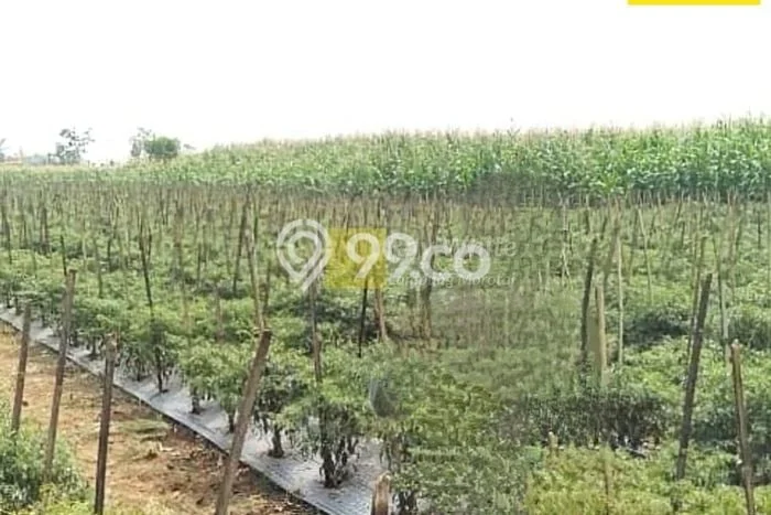 Lahan Dijual Lokasi Tegineneng, Pesawaran dengan Luas Tanah 22101m2 dan Status SHM Lahan Dijual Lokasi Tegineneng, Pesawaran dengan Luas Tanah 22101m2 dan Status SHM