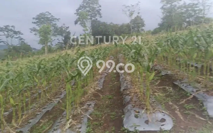Lahan Investasi Lokasi Cireunghas Sukabumi SHM Lahan Investasi Lokasi Cireunghas Sukabumi SHM