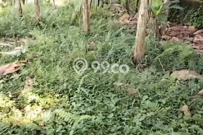 Tanah untuk Disewa di Gianyar Luas 2000m2 Tanah untuk Disewa di Gianyar Luas 2000m2