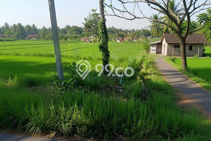 Tanah Kavling Disewakan di Saba dengan Luas 3650m2 Tanah Kavling Disewakan di Saba dengan Luas 3650m2