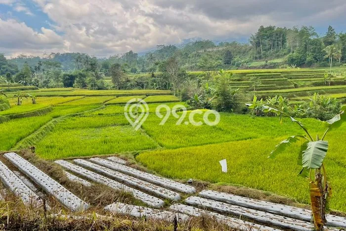 Tanah Dijual Lokasi Bojong Purwakarta SHM Tanah Dijual Lokasi Bojong Purwakarta SHM