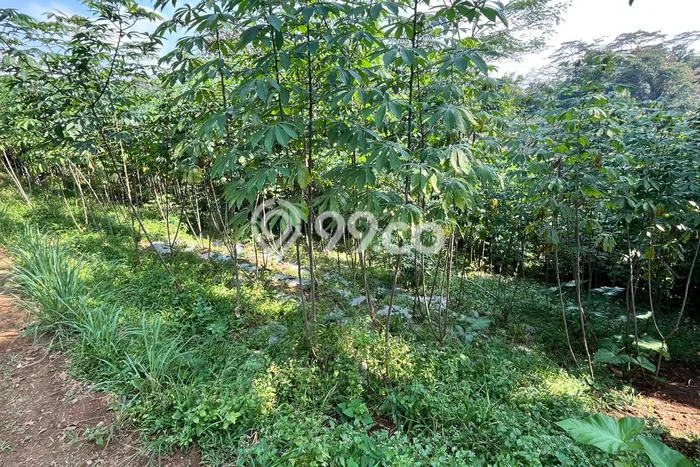 Tanah Area Berkembang di Bojong, Luas 2700m², Cocok untuk Investasi Tanah Area Berkembang di Bojong, Luas 2700m², Cocok untuk Investasi