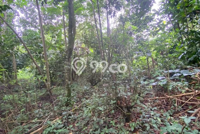 Jual Tanah Area Premium Kawasan Bojong, Luas 4900m2m², Ideal untuk Pengembangan Jual Tanah Area Premium Kawasan Bojong, Luas 4900m2m², Ideal untuk Pengembangan