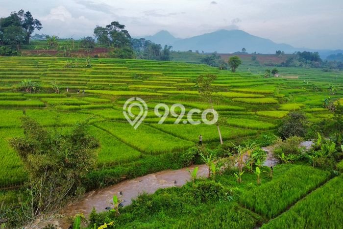 Kavling Tanah Dijual di Darangdan Purwakarta Spesifikasi 1731m2 Kavling Tanah Dijual di Darangdan Purwakarta Spesifikasi 1731m2