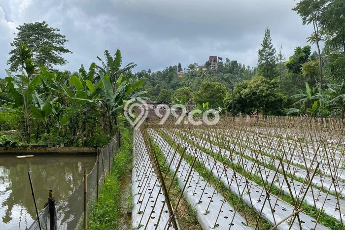 Tanah Dijual Lokasi Bojong, Purwakarta Luas 830m2 Legalitas Aman Tanah Dijual Lokasi Bojong, Purwakarta Luas 830m2 Legalitas Aman