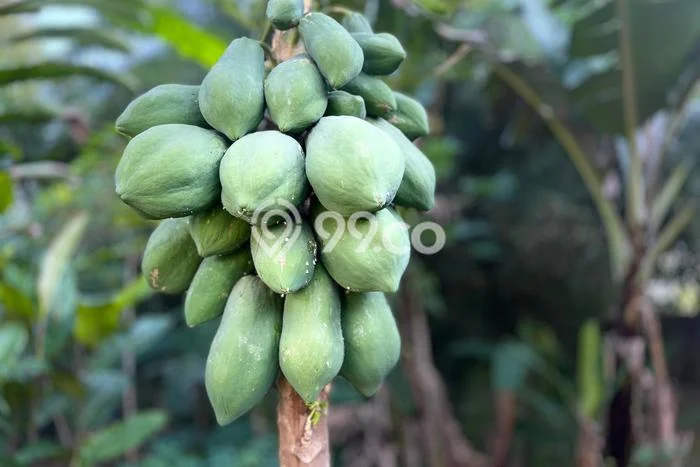 Rumah Minimalis Dijual Lokasi Bojong 2 Kamar dengan Luas Tanah 50m2 Rumah Minimalis Dijual Lokasi Bojong 2 Kamar dengan Luas Tanah 50m2