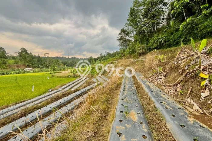 Tanah Dijual Lokasi Bojong Purwakarta SHM Tanah Dijual Lokasi Bojong Purwakarta SHM