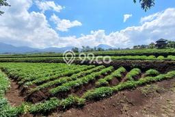 Tanah di Tanjungsari, Sumedang Luas 12600m2 Dijual Segera Tanah di Tanjungsari, Sumedang Luas 12600m2 Dijual Segera