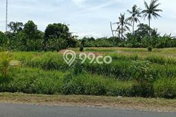 Kavling Tanah Lokasi Strategis di Kedungu, Tabanan Disewakan 1200m2 Kavling Tanah Lokasi Strategis di Kedungu, Tabanan Disewakan 1200m2