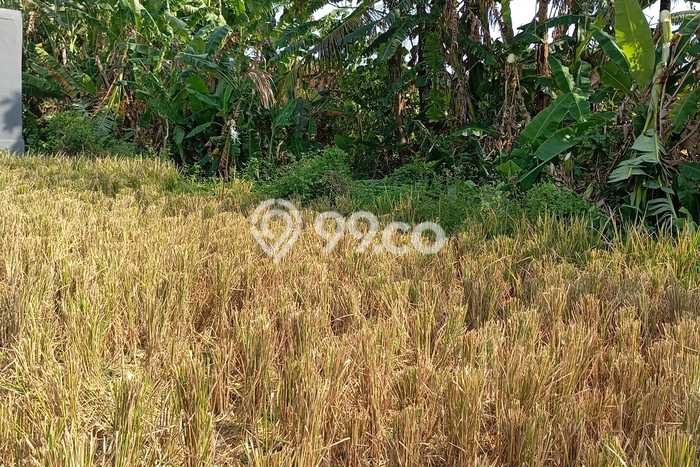 Tanah Investasi Disewakan di Kedungu, Tabanan, Luas 500m2 Tanah Investasi Disewakan di Kedungu, Tabanan, Luas 500m2