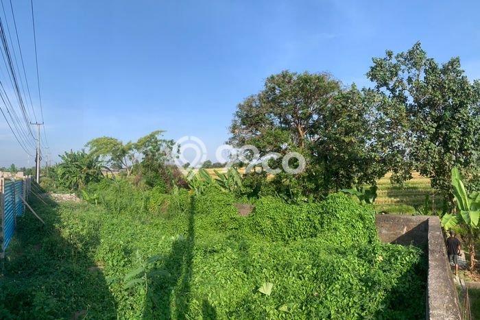 Lahan Disewakan Lokasi Kedungu Tabanan Luas 300m2 Lahan Disewakan Lokasi Kedungu Tabanan Luas 300m2