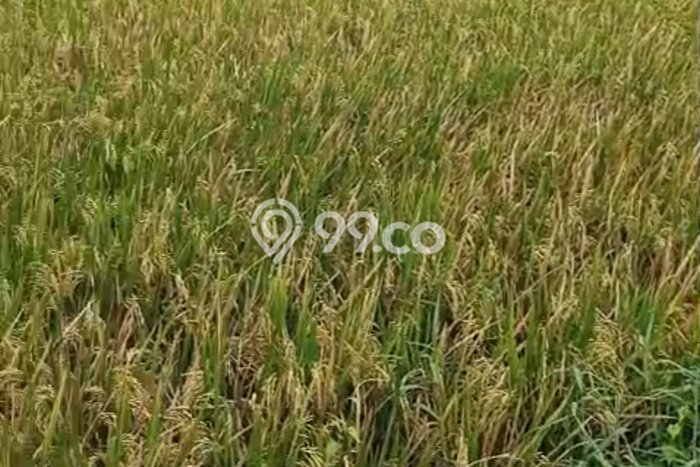 Tanah Dijual Lokasi Kelating, Tabanan Luas 500m2 Legalitas Aman Tanah Dijual Lokasi Kelating, Tabanan Luas 500m2 Legalitas Aman