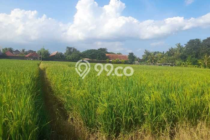 Lahan Disewakan di Kedungu, Tabanan, Luas 1000m2 SHM Lahan Disewakan di Kedungu, Tabanan, Luas 1000m2 SHM