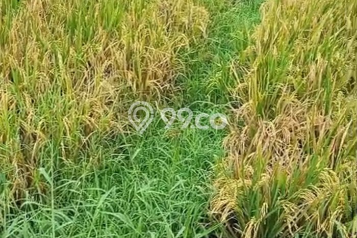 Tanah Dijual Lokasi Kelating, Tabanan Luas 500m2 Legalitas Aman Tanah Dijual Lokasi Kelating, Tabanan Luas 500m2 Legalitas Aman