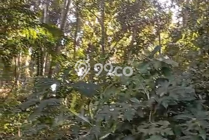 Tanah Disewa Strategis di Tabanan Luas 1400m2 Tanah Disewa Strategis di Tabanan Luas 1400m2