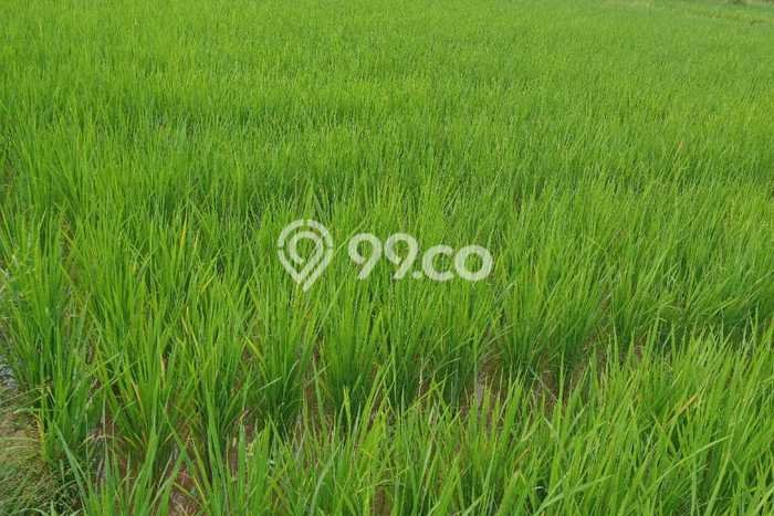 Kavling Tanah di Tenjo Dijual Luas 2500m2 Legalitas - Kavling Tanah di Tenjo Dijual Luas 2500m2 Legalitas -