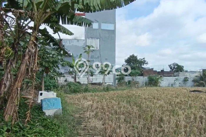 Untuk Disewa Tanah di Blimbing Luas 3000m2 SHM Untuk Disewa Tanah di Blimbing Luas 3000m2 SHM