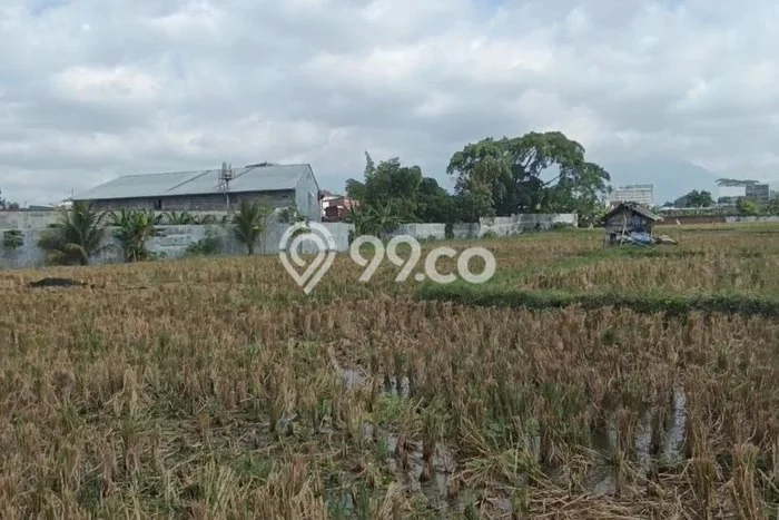 Untuk Disewa Tanah di Blimbing Luas 3000m2 SHM Untuk Disewa Tanah di Blimbing Luas 3000m2 SHM