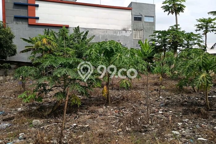 Untuk Disewa Tanah di Blimbing Luas 3000m2 SHM Untuk Disewa Tanah di Blimbing Luas 3000m2 SHM
