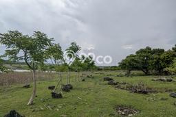 Tanah Kavling untuk Dijual di Rote Barat Daya Rote Ndao 5000m2 Tanah Kavling untuk Dijual di Rote Barat Daya Rote Ndao 5000m2