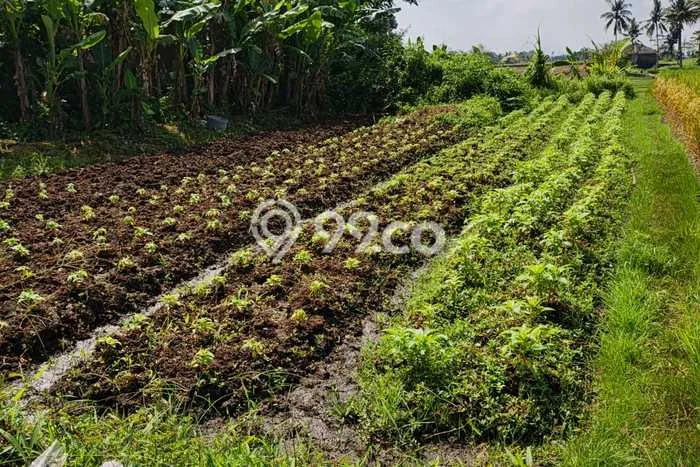Tanah Kavling untuk Dijual di Kerambitan Tabanan 600m2 Tanah Kavling untuk Dijual di Kerambitan Tabanan 600m2