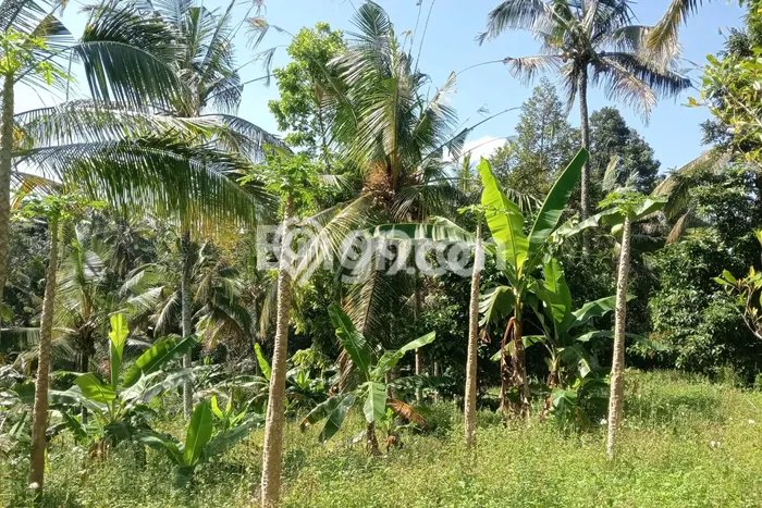 Tanah untuk Dijual Lokasi Selemadeg, Tabanan Luas 10000m2 SHM Tanah untuk Dijual Lokasi Selemadeg, Tabanan Luas 10000m2 SHM