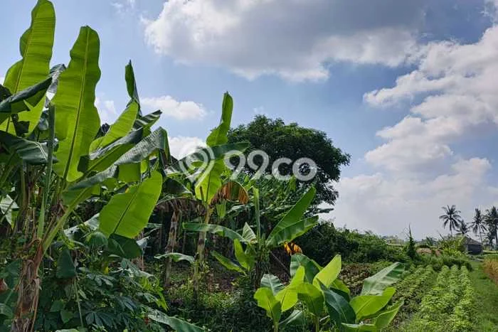 Tanah Kavling untuk Dijual di Kerambitan Tabanan 600m2 Tanah Kavling untuk Dijual di Kerambitan Tabanan 600m2