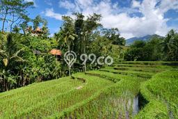 Lahan Disewakan Lokasi Jatiluwih Tabanan Luas 1700m2 Lahan Disewakan Lokasi Jatiluwih Tabanan Luas 1700m2