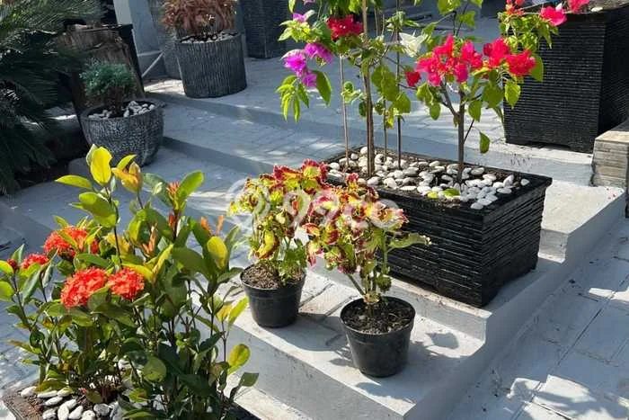 Jual Rumah Favorit Siap Huni LB 60m2 di Talun, Cirebon Jual Rumah Favorit Siap Huni LB 60m2 di Talun, Cirebon