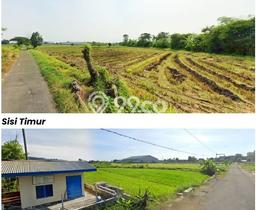 Tanah Dijual Lokasi Prambanan, Klaten Luas 130000m2 Legalitas Aman Tanah Dijual Lokasi Prambanan, Klaten Luas 130000m2 Legalitas Aman