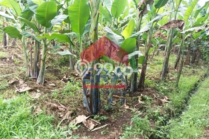Kavling Tanah Dijual di Dau Malang Spesifikasi 343m2 Kavling Tanah Dijual di Dau Malang Spesifikasi 343m2