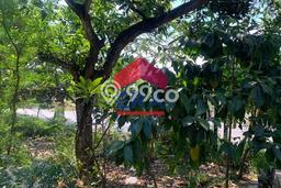 Kavling Tanah di Tuban Dijual Luas 276m2 Legalitas SHM Kavling Tanah di Tuban Dijual Luas 276m2 Legalitas SHM