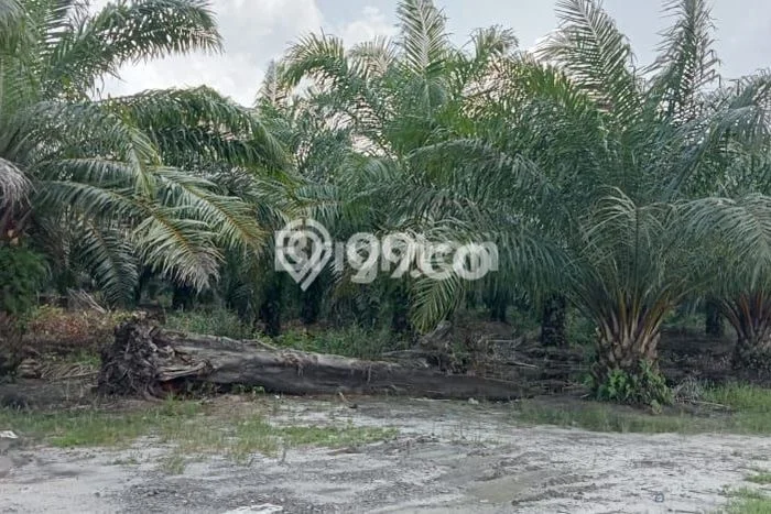 Lahan untuk Dijual di Rantau Selatan Labuhan Batu Luas 3e+06m2 Lahan untuk Dijual di Rantau Selatan Labuhan Batu Luas 3e+06m2