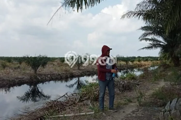 Lahan untuk Dijual di Rantau Selatan Labuhan Batu Luas 3e+06m2 Lahan untuk Dijual di Rantau Selatan Labuhan Batu Luas 3e+06m2