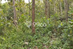 Kavling Tanah di Semanu Dijual Luas 8159m2 Legalitas SHM Kavling Tanah di Semanu Dijual Luas 8159m2 Legalitas SHM