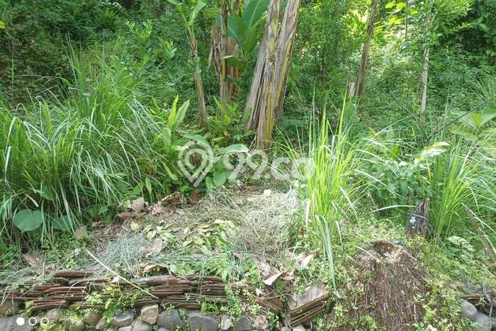 Tanah Kosong Dijual di Kulon Progo dengan Area 1370m2 Tanah Kosong Dijual di Kulon Progo dengan Area 1370m2