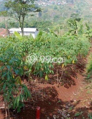 Tanah Dijual Lokasi Padalarang, Bandung Barat Luas 566m2 Legalitas Aman Tanah Dijual Lokasi Padalarang, Bandung Barat Luas 566m2 Legalitas Aman