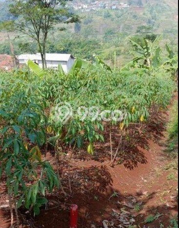 Tanah Dijual Lokasi Padalarang, Bandung Barat Luas 566m2 Legalitas Aman Tanah Dijual Lokasi Padalarang, Bandung Barat Luas 566m2 Legalitas Aman