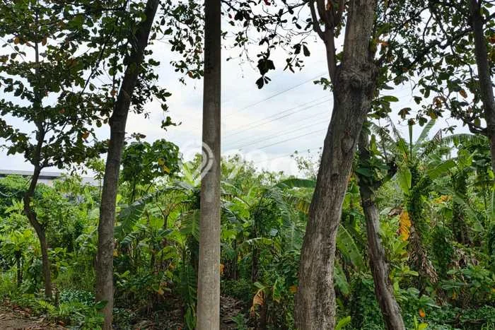Tanah untuk Disewakan di Semarang Timur Semarang SHM Tanah untuk Disewakan di Semarang Timur Semarang SHM