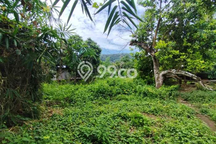 Tanah Siap Bangun Dijual di Buleleng Punya Luas 4500m2 Tanah Siap Bangun Dijual di Buleleng Punya Luas 4500m2