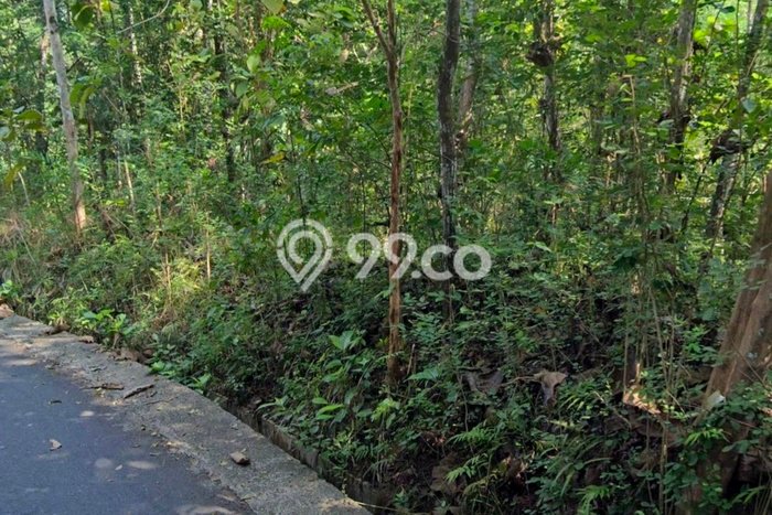 Tanah di Tambak, Banyumas Luas 4300m2 Dijual Segera Tanah di Tambak, Banyumas Luas 4300m2 Dijual Segera