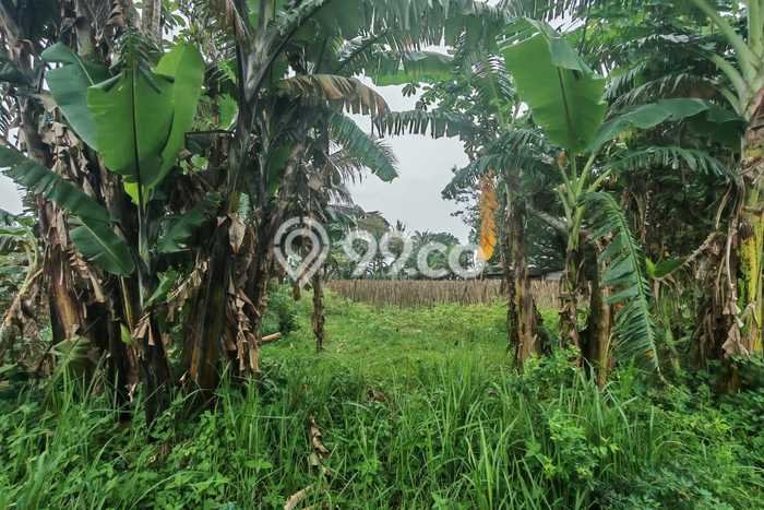Tanah di Sampang, Cilacap Luas 9005m2 Dijual Segera Tanah di Sampang, Cilacap Luas 9005m2 Dijual Segera