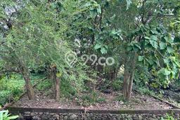 Untuk Dijual Tanah di Pedurungan Semarang Luas 250m2 SHM Untuk Dijual Tanah di Pedurungan Semarang Luas 250m2 SHM