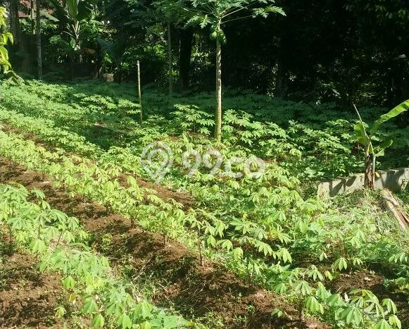 Tanah Kawasan Ciampea, Luas 13000m², Status SHM, Dekat Ciampea, Bogor, Bogor Tanah Kawasan Ciampea, Luas 13000m², Status SHM, Dekat Ciampea, Bogor, Bogor