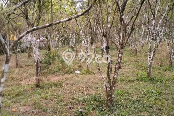 Lahan Kosong Dijual di Gianyar dengan Area 1000m2 Lahan Kosong Dijual di Gianyar dengan Area 1000m2