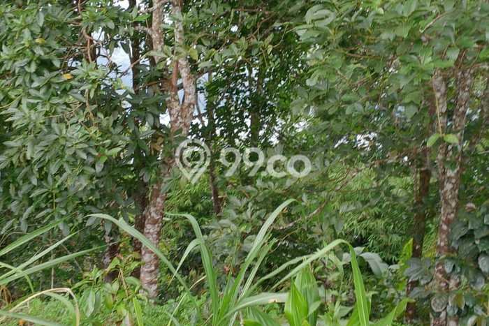 Untuk Dijual Tanah 2000m2 di Wanagiri, Buleleng Untuk Dijual Tanah 2000m2 di Wanagiri, Buleleng