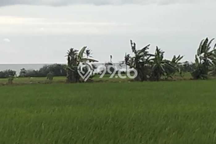 Jarang Ada! Tanah di Kerambitan Punya Luas 4200m2 SHM Jarang Ada! Tanah di Kerambitan Punya Luas 4200m2 SHM